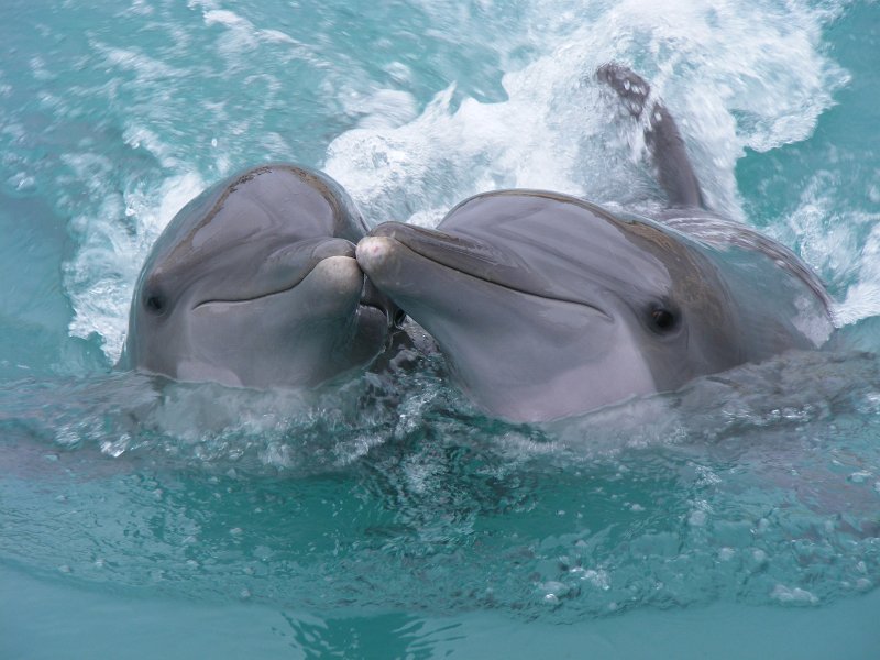 Dolphinaris 1