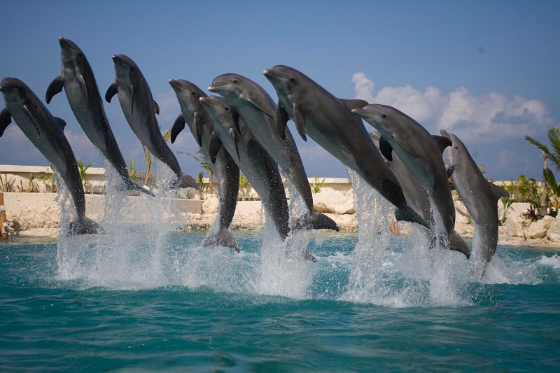 Dolphinaris 5