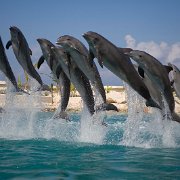 Dolphinaris 5